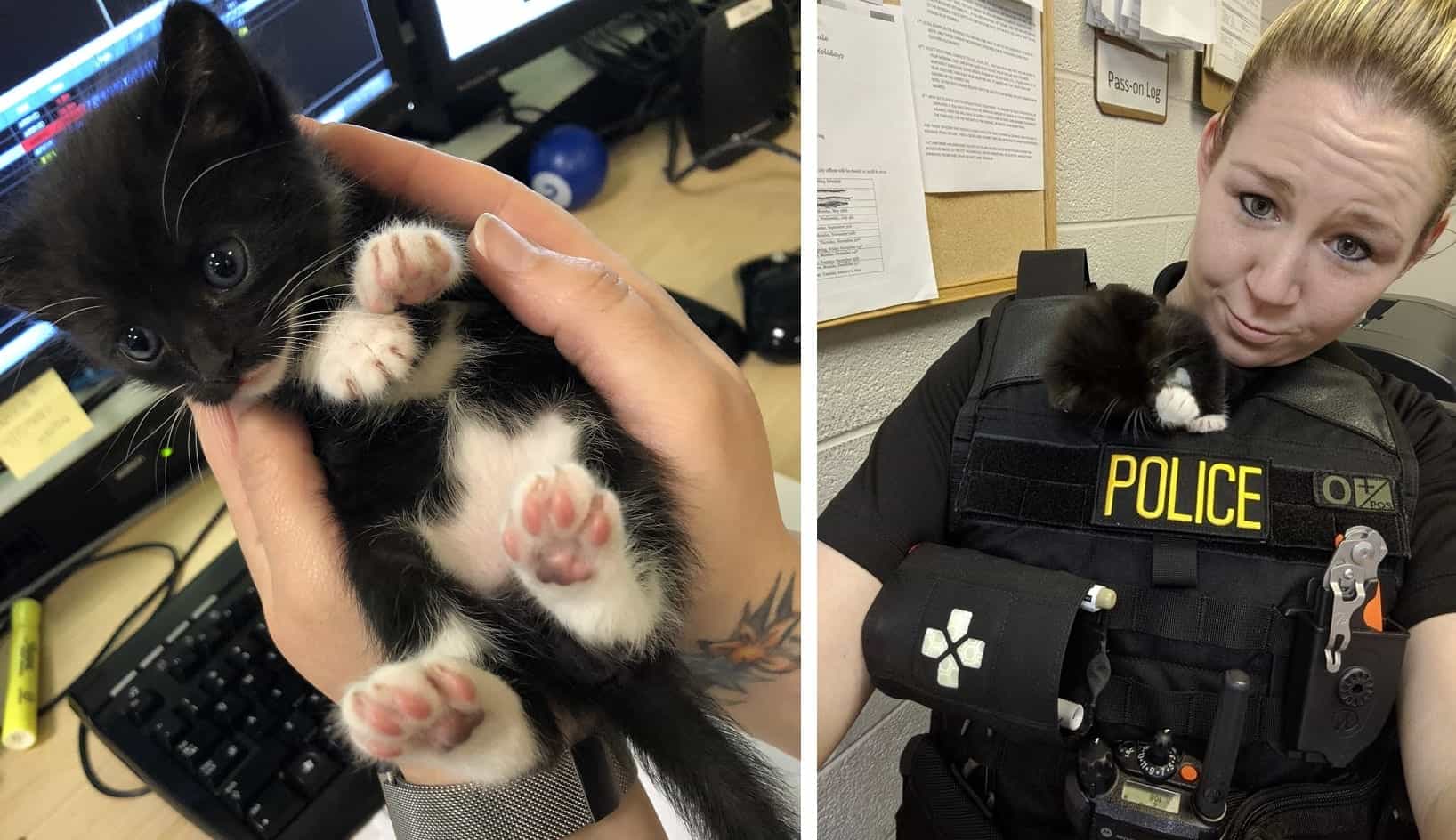 Scrappy the comfort cat lifts Tiverton police officers' spirits