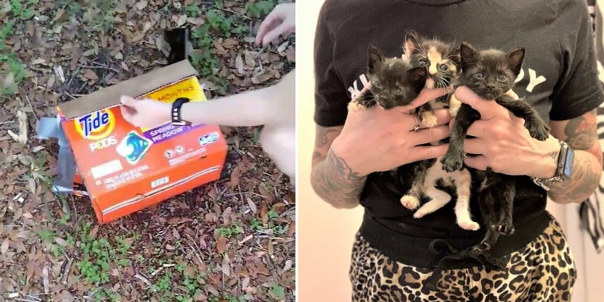 Cats and kittens abandoned in storage containers with snap-tight