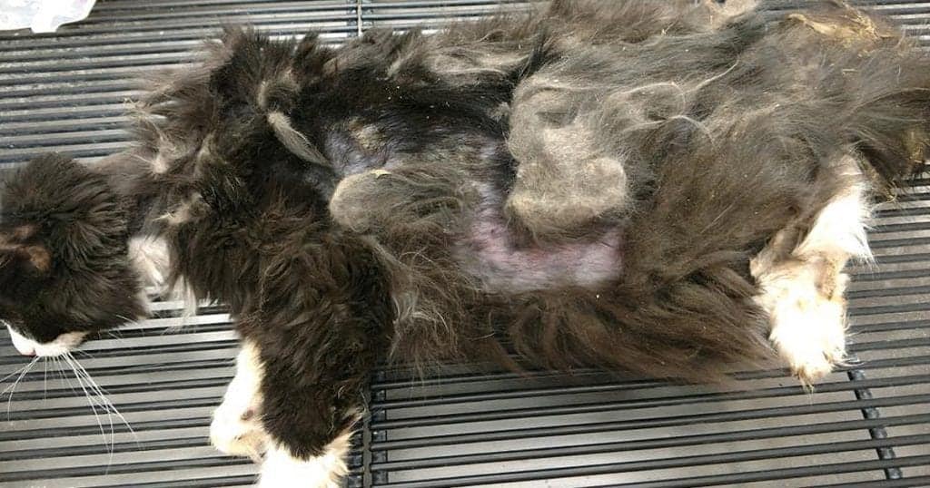 Stray Senior Cat Trapped With Severely Matted Fur; You'd Never Know It