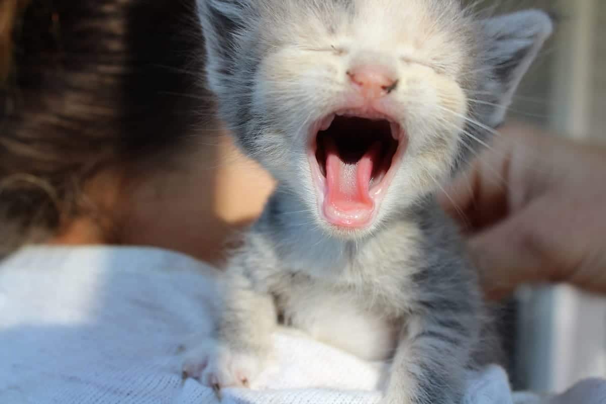do kittens shed their teeth
