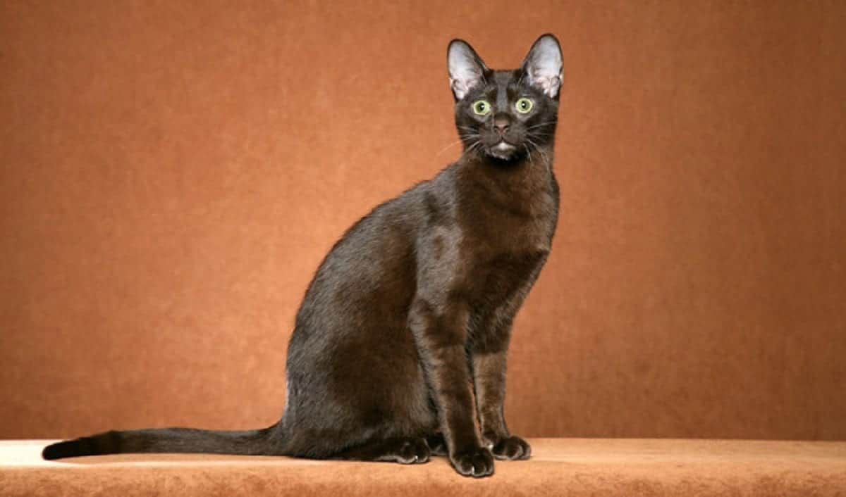 54++ Havana brown cat rescue Funny Cats Life