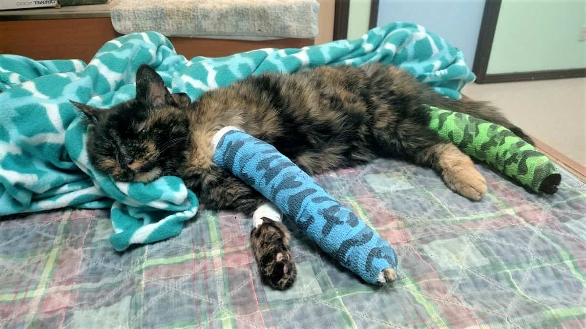 Cat Found With Three Broken Legs; Foster's Boyfriend Being Investigated