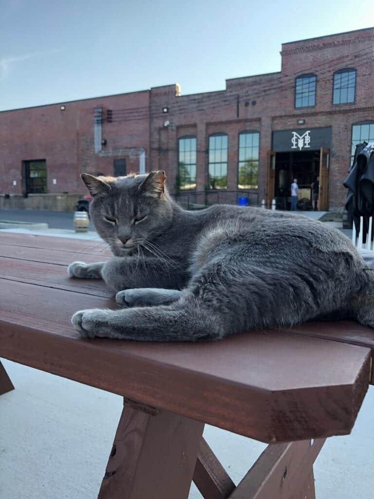 Working Cat At Baltimore Brewery Mistaken For Stray And "Rescued"; Now