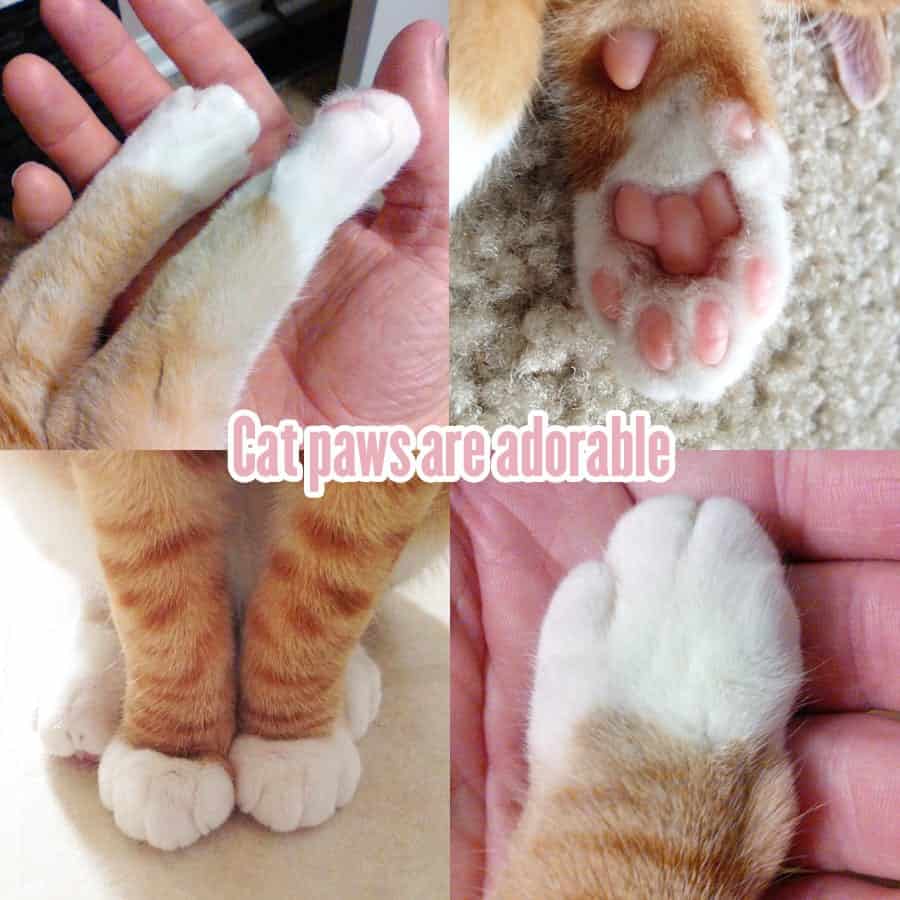 Best Tips And Info On How To Trim Your Cats Nails - Cole & Marmalade