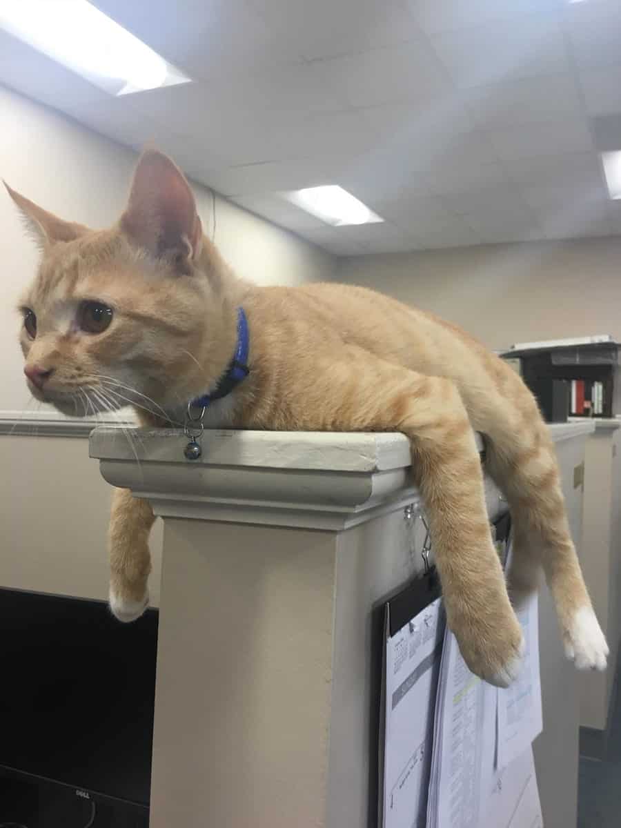 Scrappy the comfort cat lifts Tiverton police officers' spirits