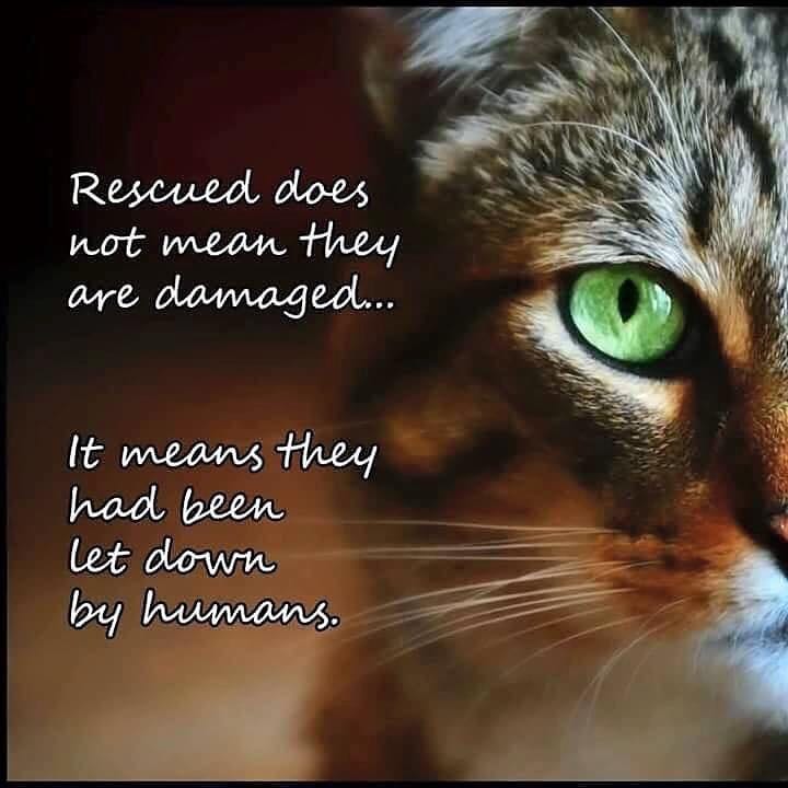 Animal Rescuer Poem Explains Just Why People Continue To Help; No Matter  The Struggle - Cole & Marmalade