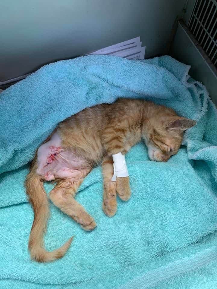 Outlaw Country Music Star Saves Kitten With Severely Broken Leg From