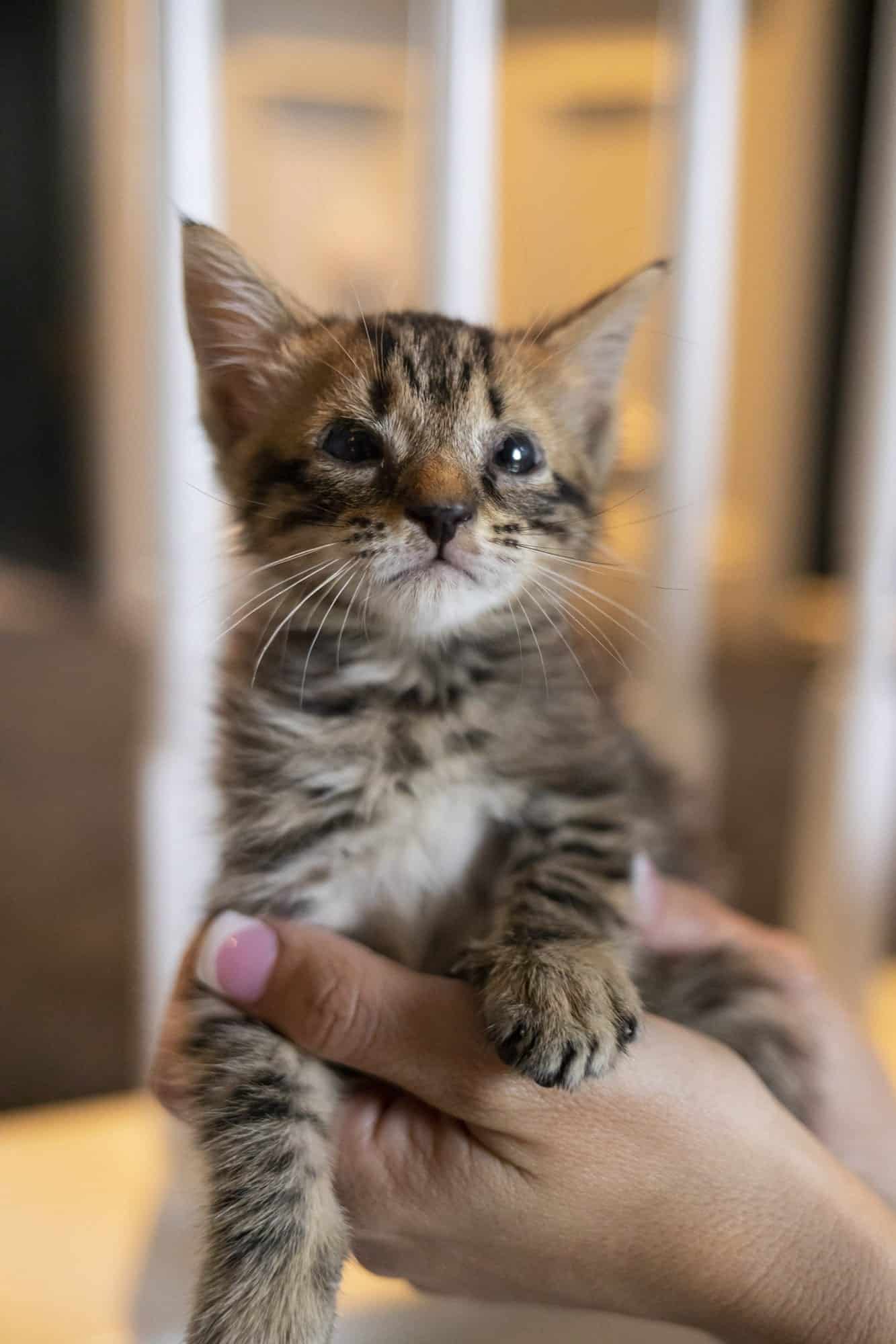 5-week-old-kittens-found-in-engine-may-not-see-well-but-felt-the-love