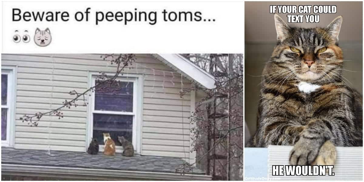 30 More Hilarious Cat Memes To Make You Smile Cat Mem Vrogue Co