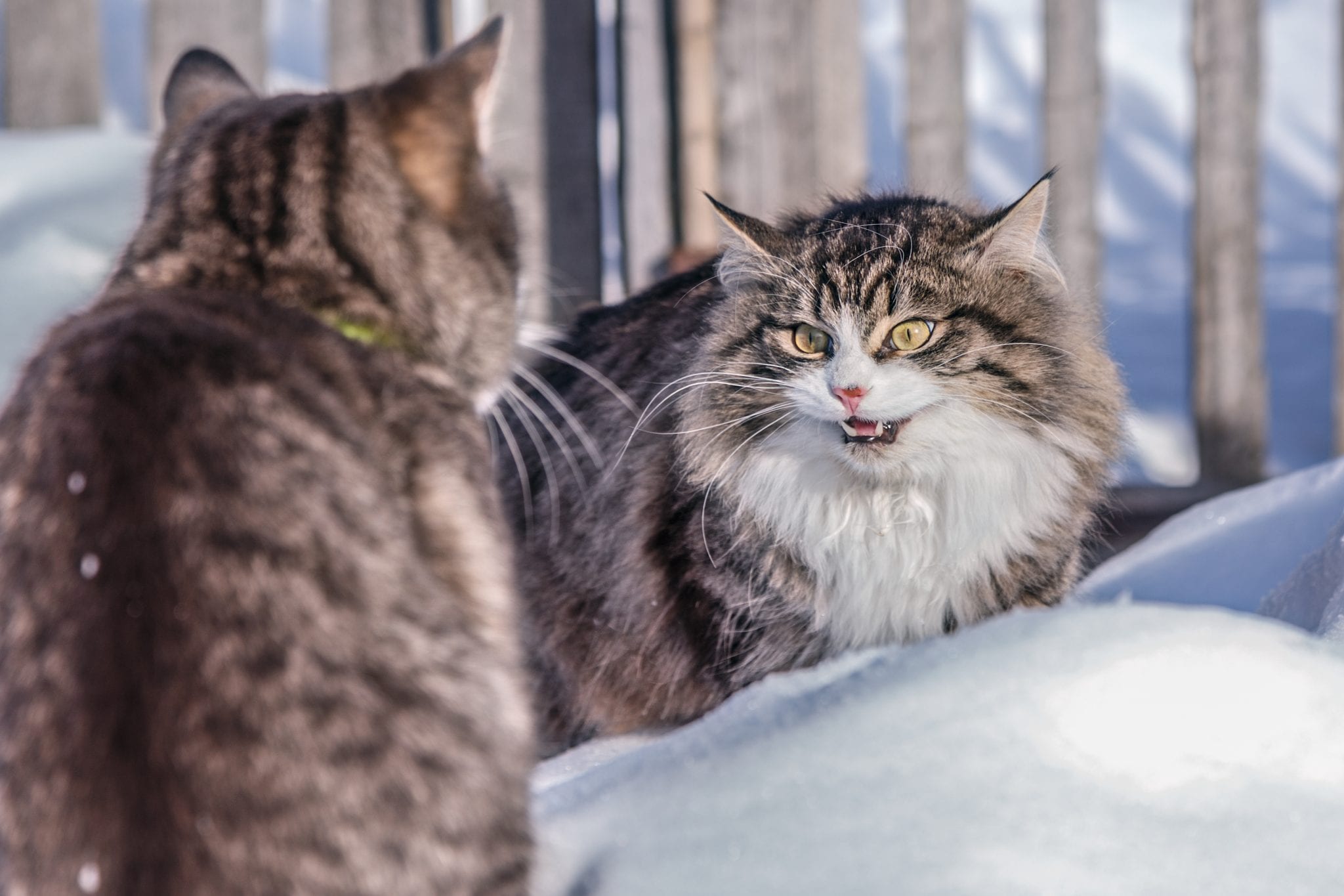 3 Ways to Capture an Angry or Upset Cat - wikiHow
