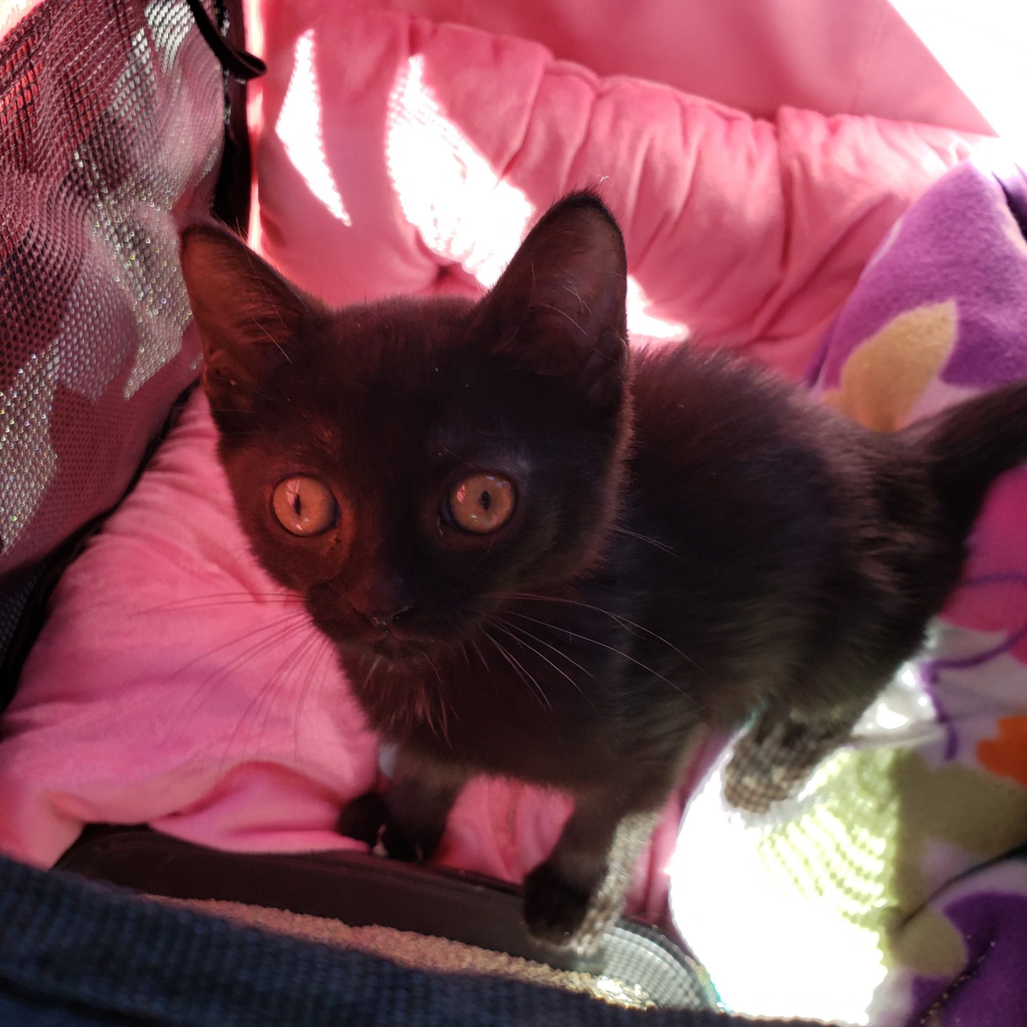 First Leg Of Lifesaving Road Trip Completed After Lucky Black Kitten Crossed Paths With Famous Cat Rescuer Cole Marmalade