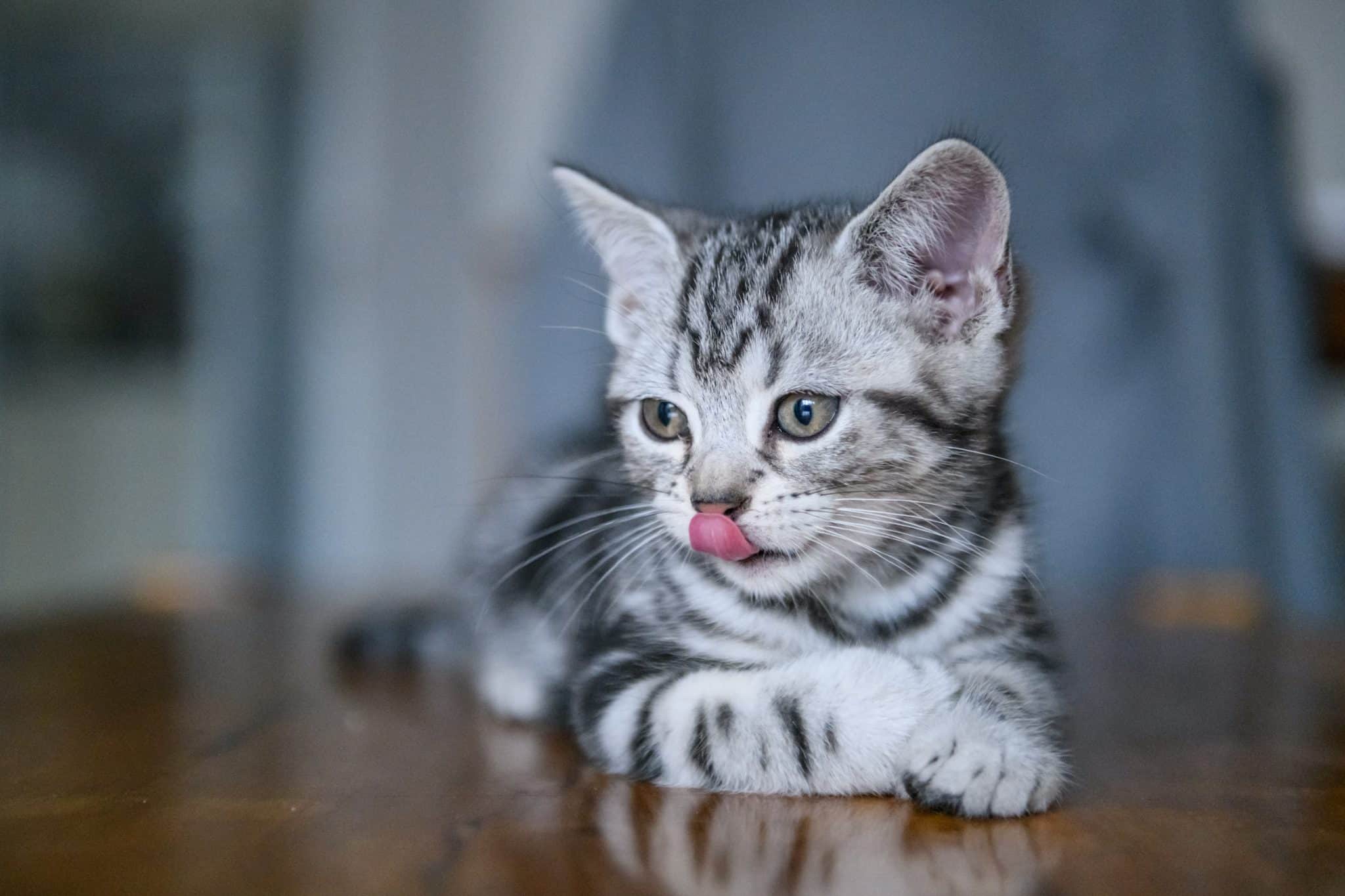 15 Facts About Kittens That Might Surprise Even Long-Time Cat Lovers - Cole  & Marmalade