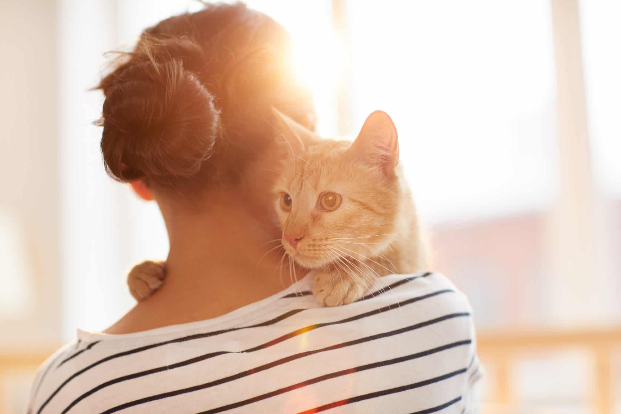 Heartbroken cat spends YEAR living by dead owner's grave - World