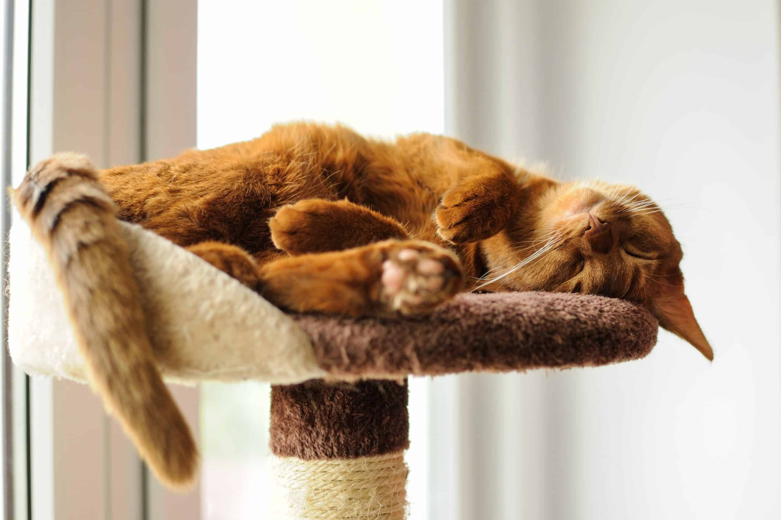 65 Living room Do cats snore when they get older Trend in 2022