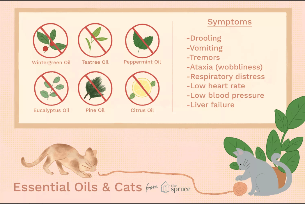 essential oils toxic to cats