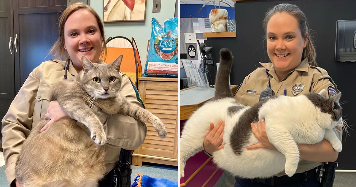 Chonky Cat With The Best Belly In Town Arrives In Shelter