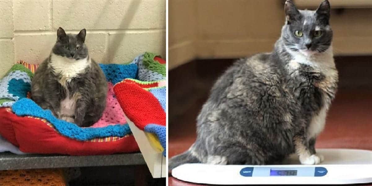 41 Pound Cat Looks To Slim Down And Land Furever Home Cole - 