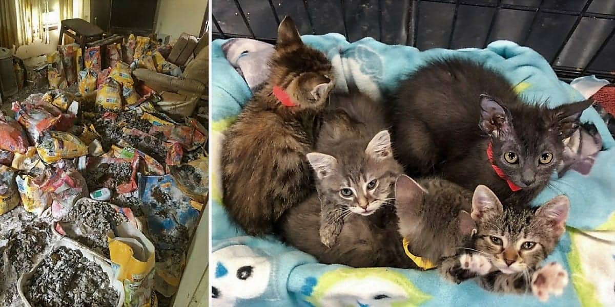 60 Cats Rescued From Pennsylvania Sanctuary Hoard After The