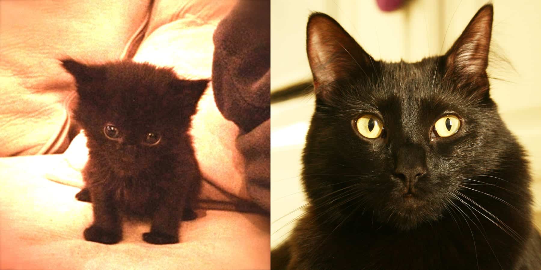 Kitten to Cat - #BlackCatsRule
