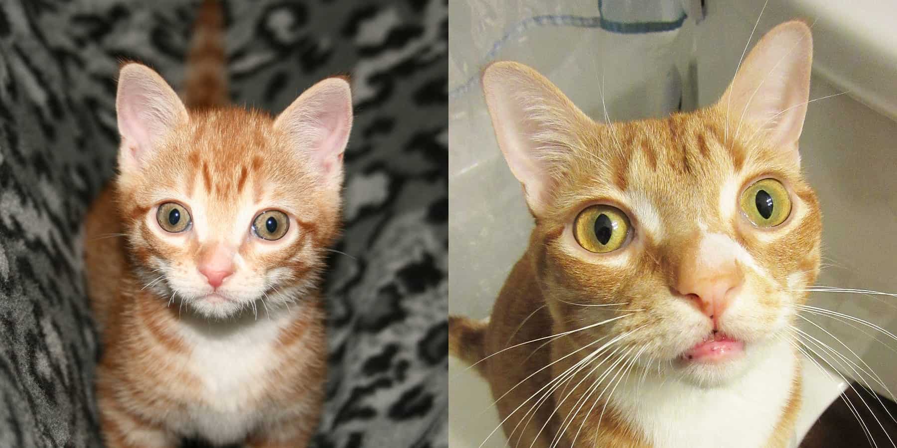 Marmalade has such a distinctive face, we love it!