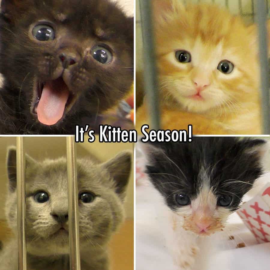 Kittens filmed at San Diego Humane Society.