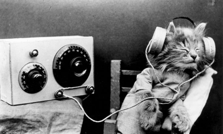 cat-headphones