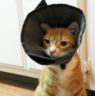 Marmalade The Injurer - How We Discovered An Alternative To The Cone Of ...