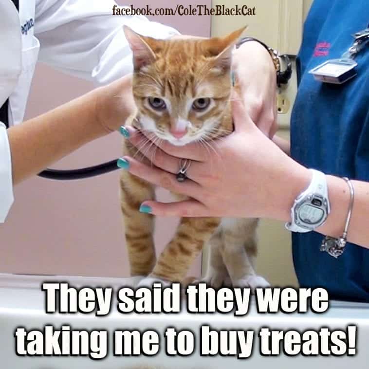 Marmalade The Injurer How We Discovered An Alternative To The Cone Of