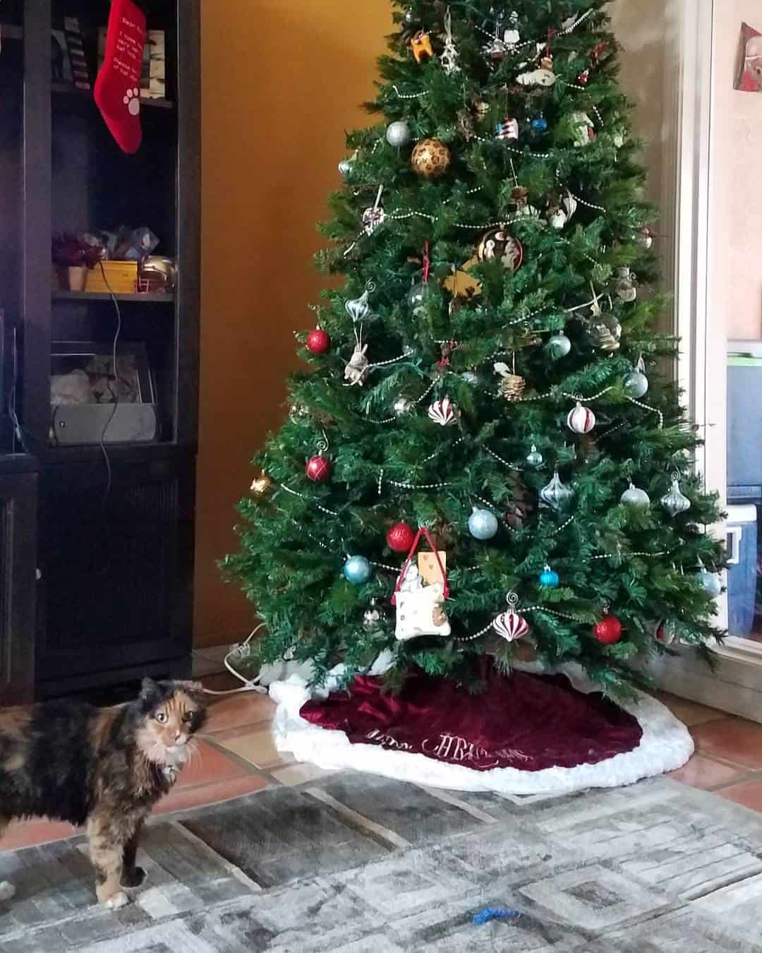 "All I want for Christmas is a FUREVER home"