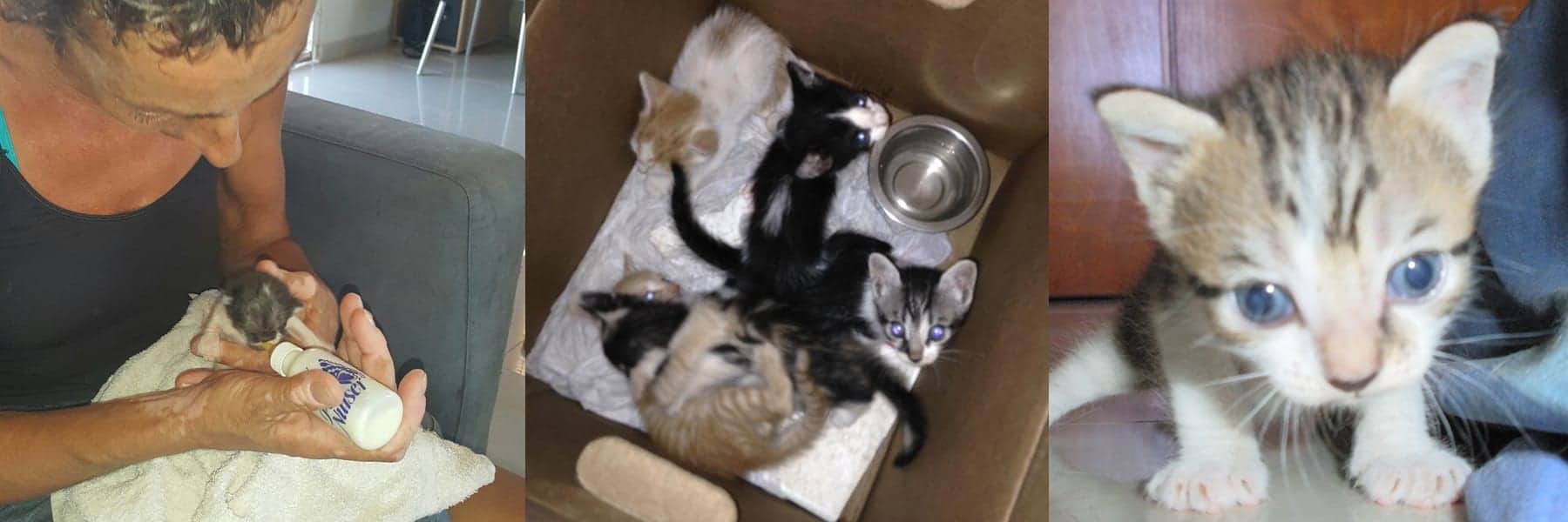 Bottle feeding - Kittens dumped in box - Kitten saved from drowning