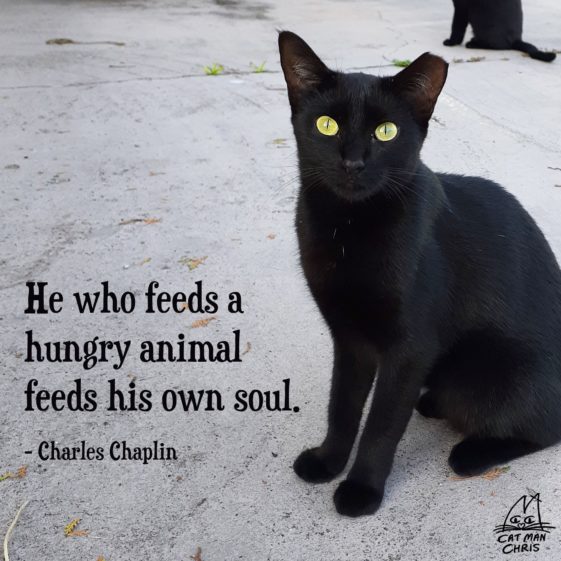 How To Build A Feral Cat Shelter Cole & Marmalade