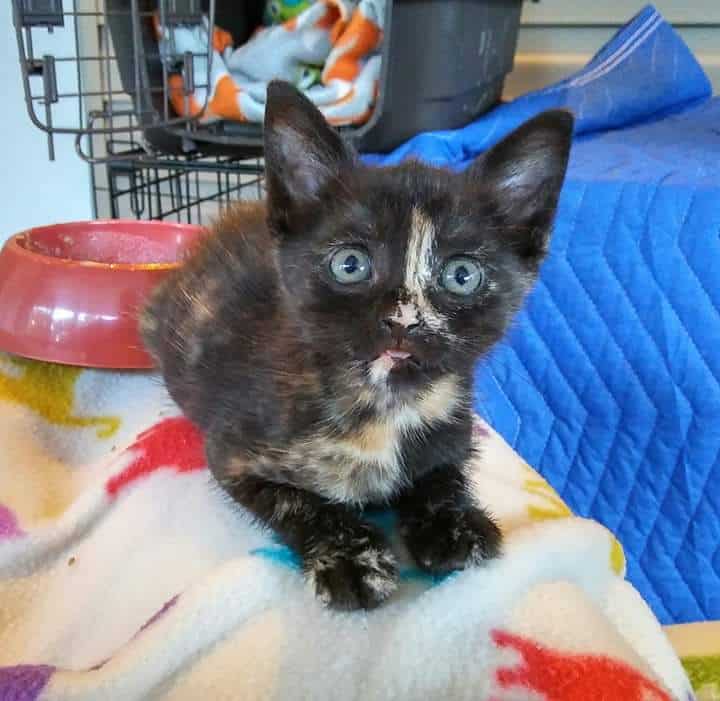 5 Fun Facts About Tortoiseshell Cats - Cole & Marmalade