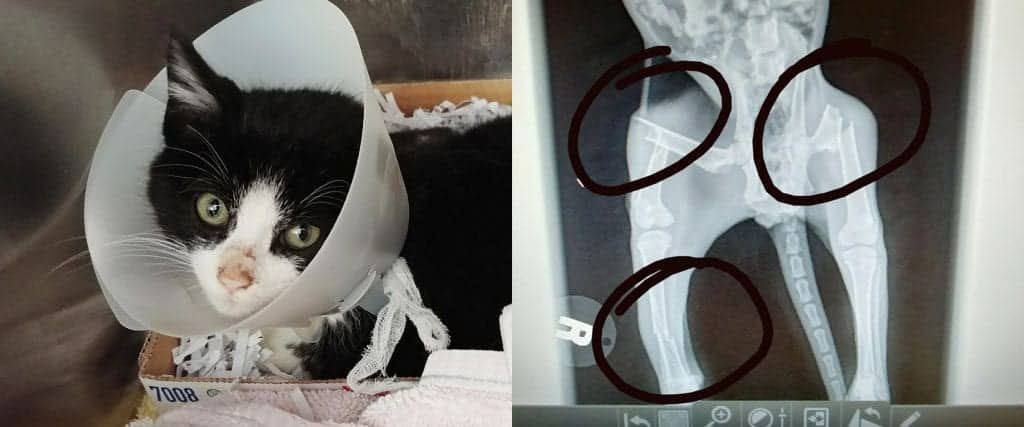 kitten-found-with-broken-legs-is-now-on-the-road-to-recovery-cole