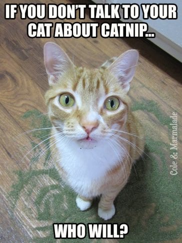 What Does Catnip Do To Cats? - Cole & Marmalade