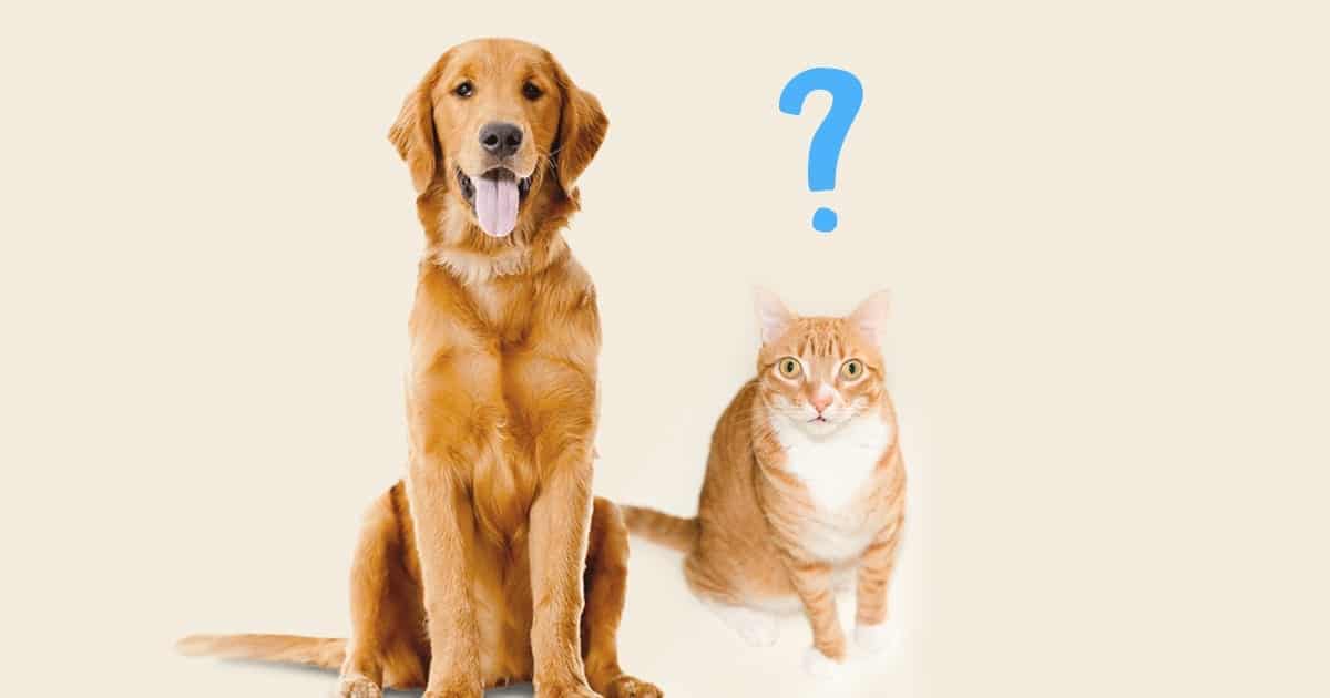 Dogs and Cats: Which Animal is Smarter?