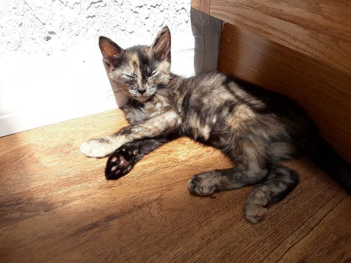 5 Fun Facts About Tortoiseshell Cats - Cole & Marmalade