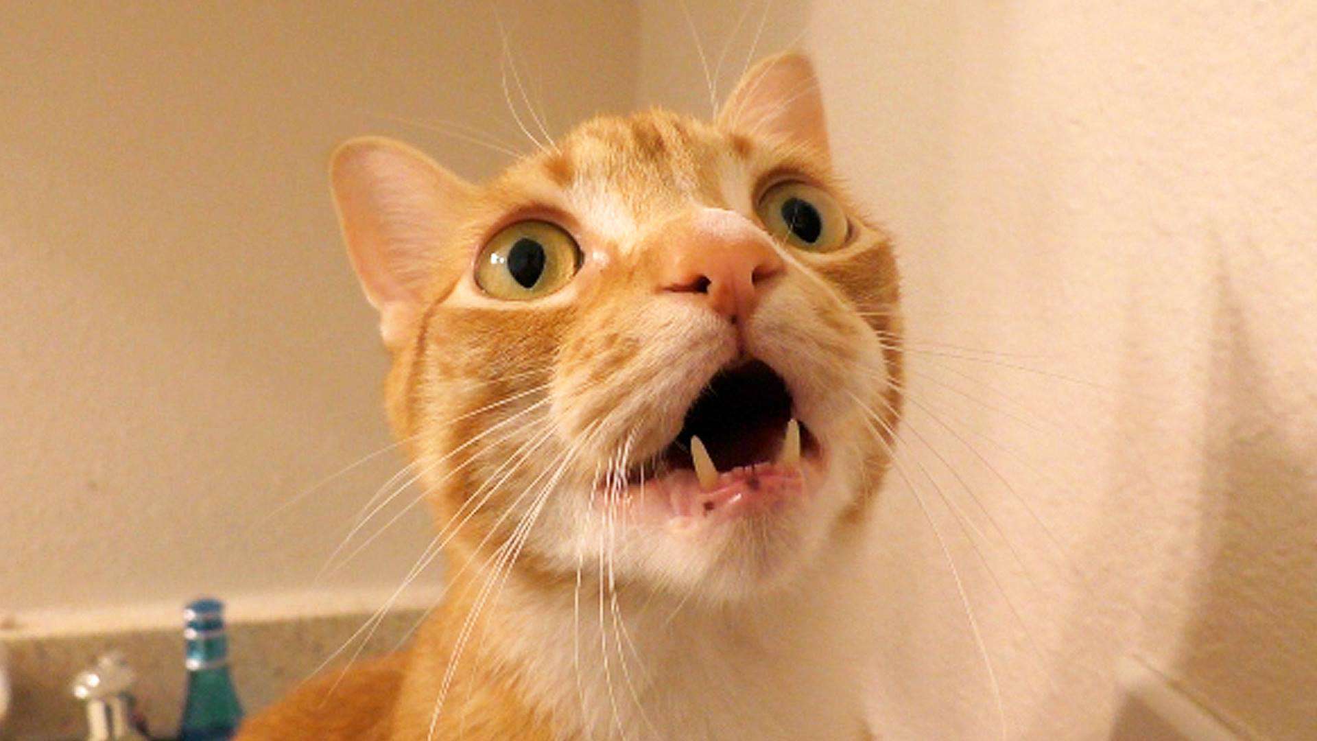 Cats VS Bugs Funny Compilation Cole Marmalade