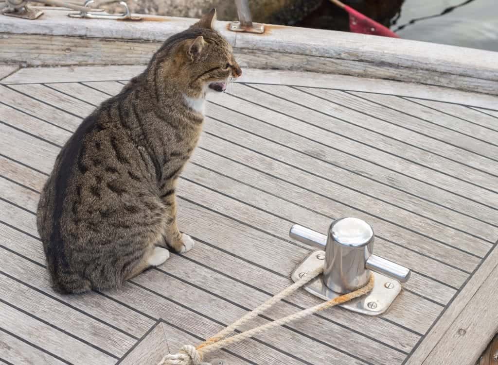 cat on sailboat