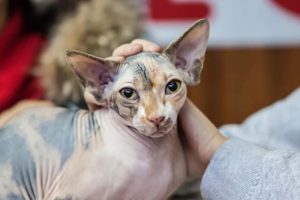 5 Fun Facts About Hairless Cats - Cole & Marmalade