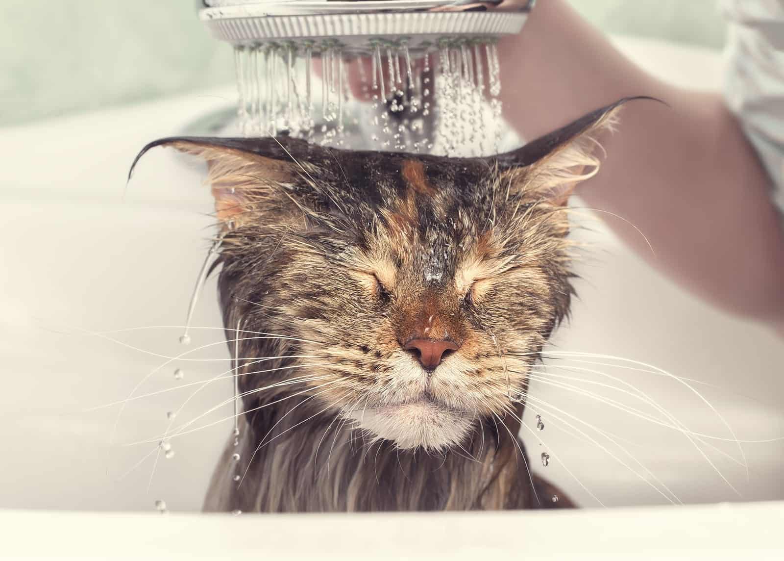 How Many Times Should You Bathe Your Cat CatWalls