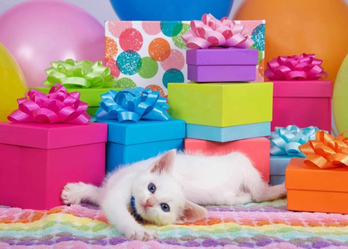 Planning a Birthday Party For Your Cat - Cole & Marmalade