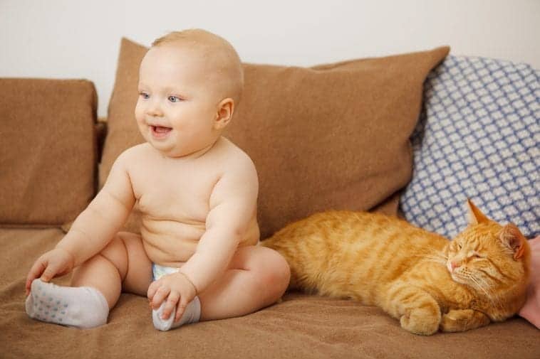 Cat Parents Human Parents? How to Prepare Your Cat for Your