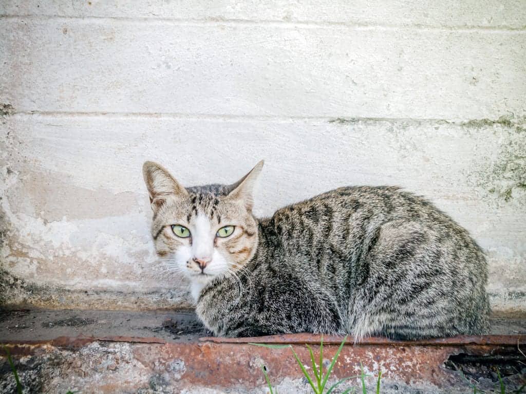 TNR Operation In New Orleans Makes A Much Needed Difference Cole