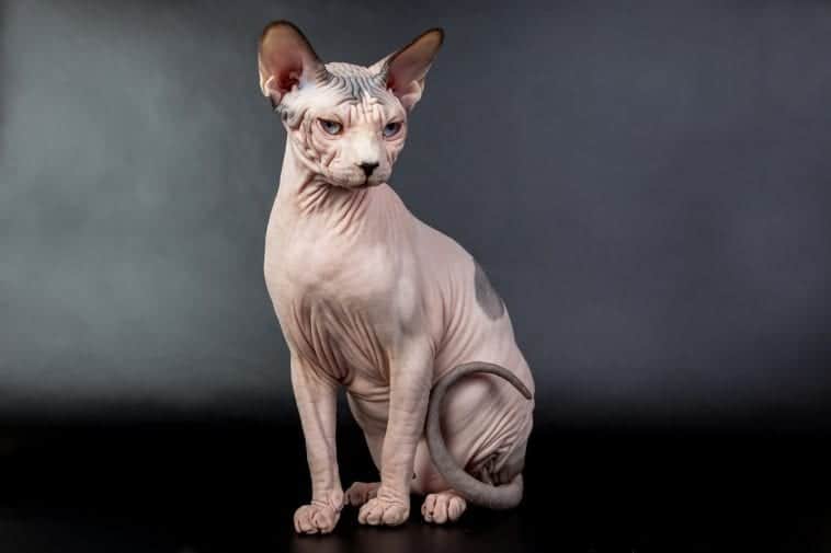 5 Fun Facts About Hairless Cats - Cole & Marmalade