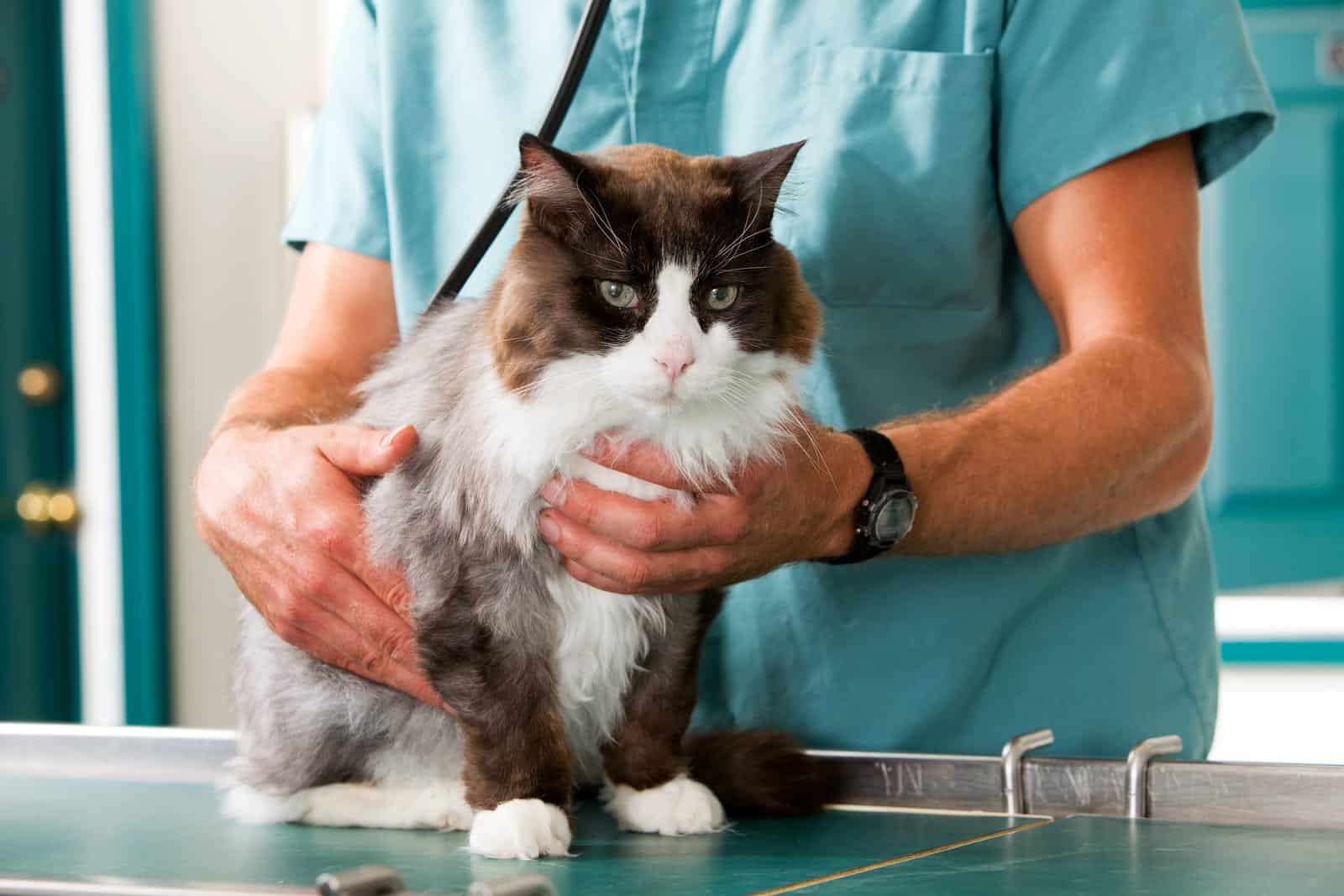 How Often Should You Take Your Cat to the Vet? Cole & Marmalade