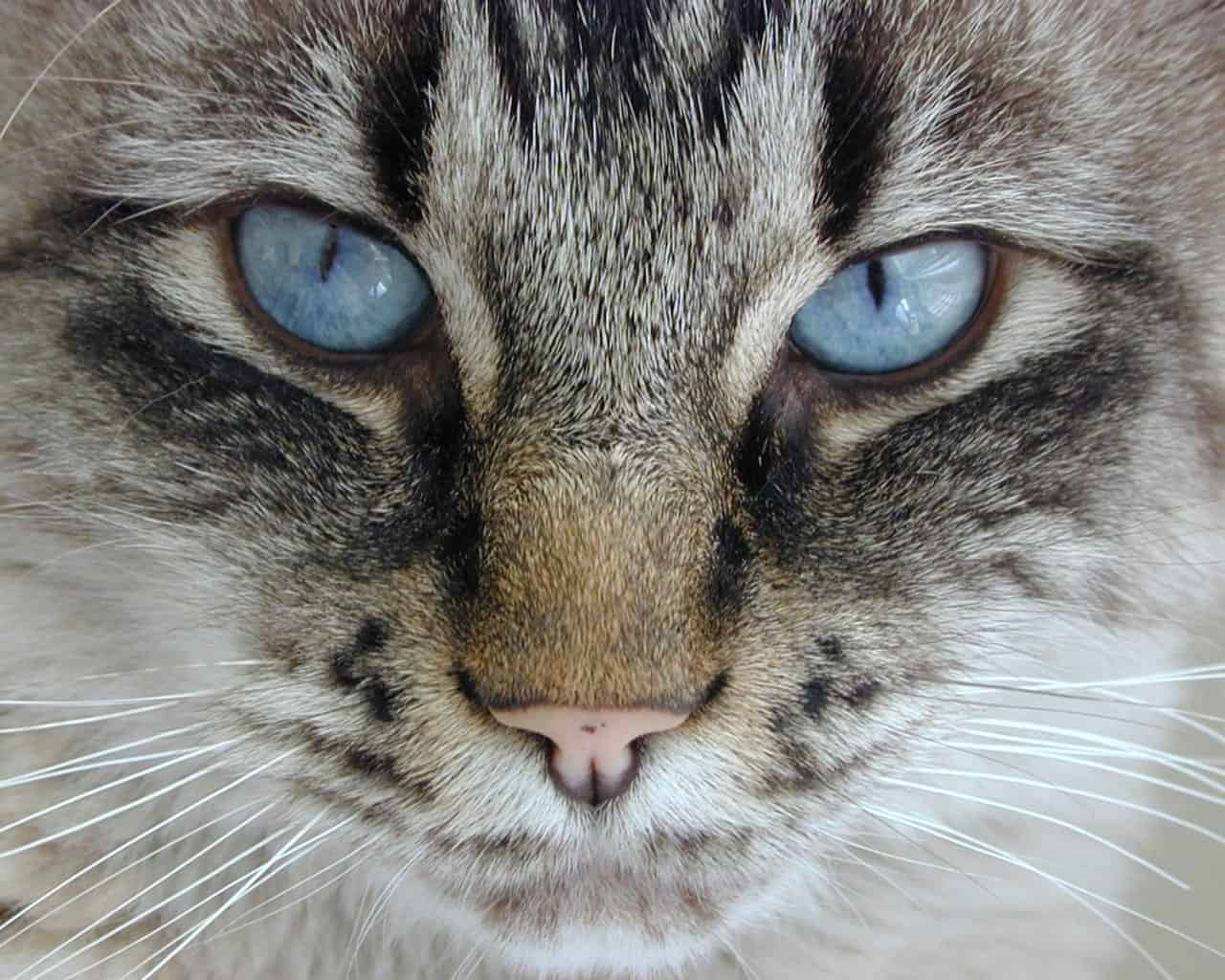 Cat Eye Colors - Effy Moom