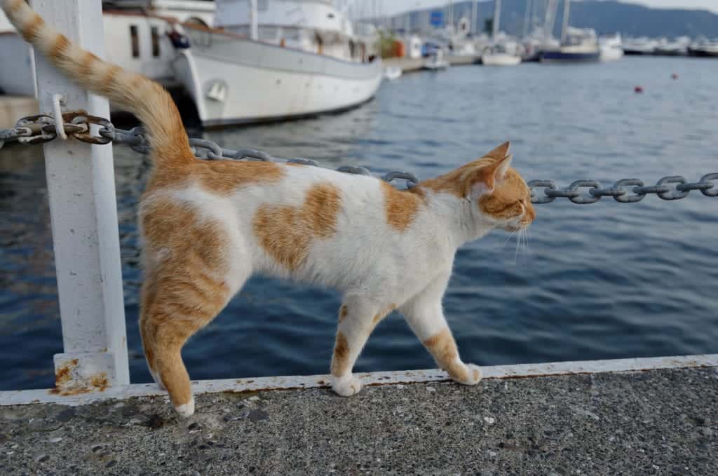 cat on sailboat