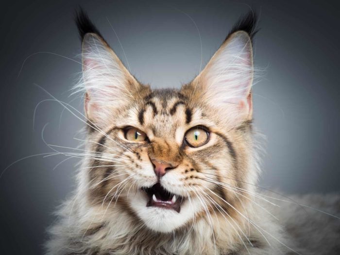 Does Your Cat Have A Bit Of This Trait? Most Talkative Cat Breeds ...