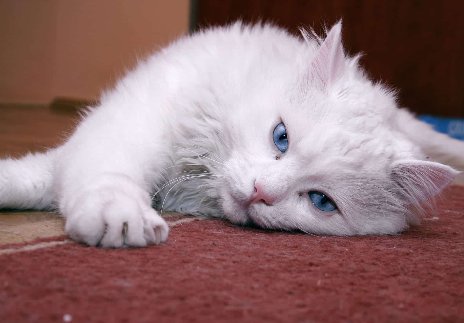 Mesmerizing! Fun Facts About Cats Eye Colors - Cole & Marmalade
