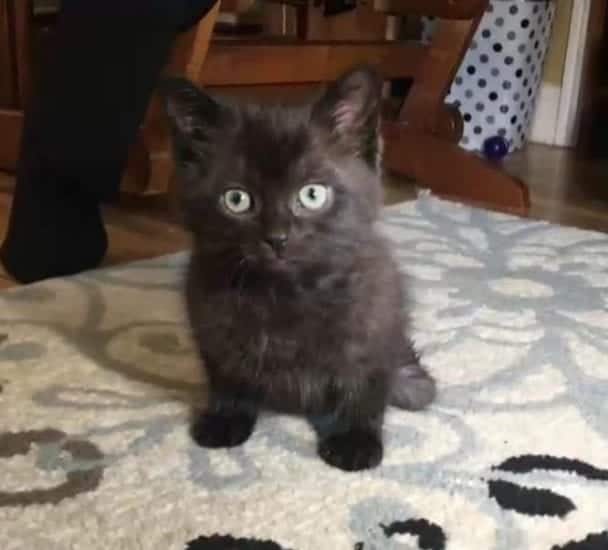 (With Updates!) Tiny Paralyzed Kitten Receives Lego Wheelchair From His ...